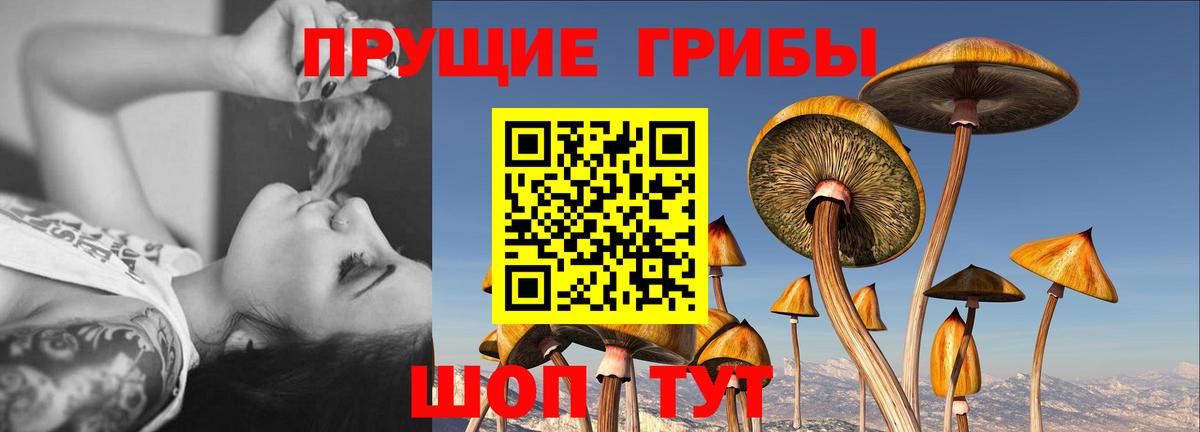 Всеволожск  Псилоцибиновые грибы прущие грибы  Галлюциногенные грибы Psilocybine cubensis  Вход с VPN 